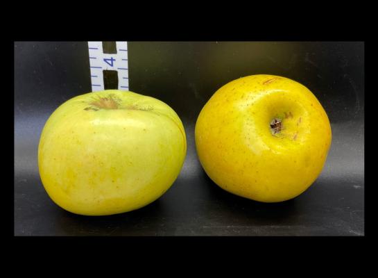 Apple Index - 